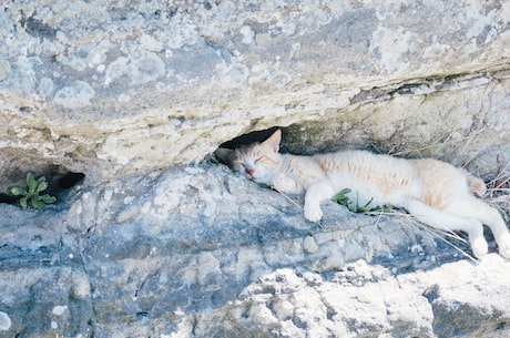 京剧猫之脚踏实地(京剧猫之脚踏实地，不忘初心践行使命)