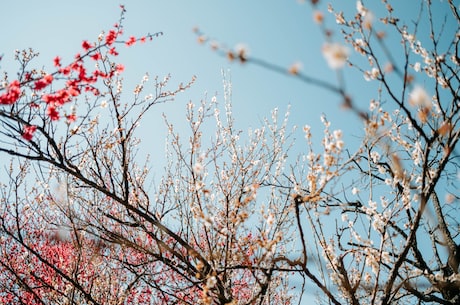 刘亦菲捧花头像(刘亦菲捧花头像曝光，青春绽放)