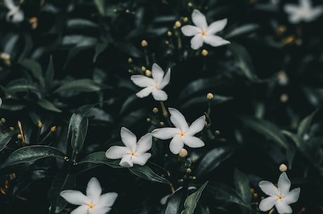 菲律宾芒果干(品味独特的菲律宾芒果干)