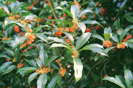 桂花开放时间