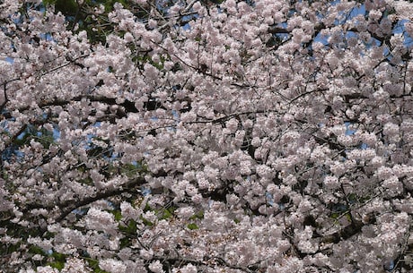 小田原城(探索小田原城的历史与文化)