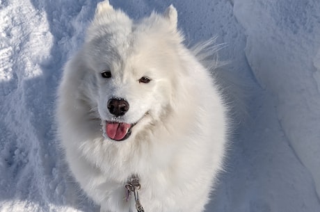 萨摩耶犬多少钱一只(萨摩耶犬多少钱一只？一看就爱上的萨摩耶犬你准备好购买了吗！)