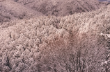 广州下雪了(广州罕见的雪景引发市民热议)